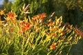 Daylily flowers