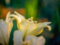 Daylily flowers after rain on the plot, illuminated by the sun. Royalty Free Stock Photo