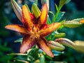 Daylily flowers after rain on the plot, illuminated by the sun. Royalty Free Stock Photo