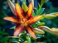 Daylily flowers after rain on the plot, illuminated by the sun.