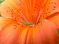 Daylily with Grasshopper