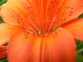 Daylily with a Grasshopper