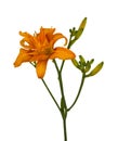 Daylily Hemerocallis Apricot Beauty fulva kwanso isolated. Royalty Free Stock Photo