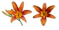 Daylily Hemerocallis Apricot Beauty fulva kwanso on a white background isolated Royalty Free Stock Photo