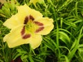 Daylily Hemerocallis `Blueberry Lemonade`