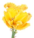 Daylily Hemerocallis bright yellow flowers close-up isolated on white background Royalty Free Stock Photo