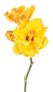 Daylily Hemerocallis bright yellow flowers close-up isolated on white background Royalty Free Stock Photo