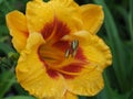 Daylily Hemerocallis King George