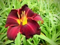 `Red Volunteer` daylily against green leaves background.