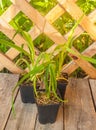 Daylily Hemerocallis seedlings in pots before planting in the garden Royalty Free Stock Photo