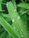 Daylily leaves after a rain. Royalty Free Stock Photo