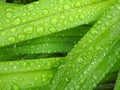 Daylily leaves after the rain Royalty Free Stock Photo