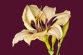 Daylily macro of a beige red blossom and buds, red violet background Royalty Free Stock Photo