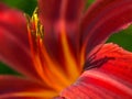 Daylily Macro, dappled light Royalty Free Stock Photo