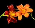 Daylily macro of a pair of orange red touching blossoms on black background