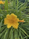 Daylily mini Stella blooms yellow in a city flower bed