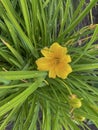 Daylily mini Stella blooms yellow in a city flower bed