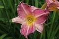 Daylily with multiple shades of pink and yellow