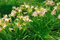 Daylily hybrid `Suret` Lat. Hemerocallis x Seyret