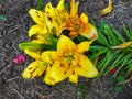 Daylily orange bush