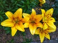 Daylily orange bush