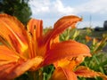 Daylily orange flower macro