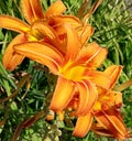 Daylily, orange garden flowers, ornamental plant. Garden flowers. Front garden, flower bed. Flowers in the park.