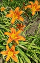 Daylily, orange garden flowers, ornamental plant. Garden flowers. Front garden, flower bed. Flowers in the park.