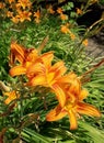 Daylily, orange garden flowers, ornamental plant. Garden flowers. Front garden, flower bed. Flowers in the park.