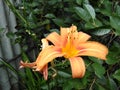 Daylily orange like a sun4