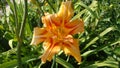 Daylily orange varietal Royalty Free Stock Photo