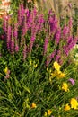 Daylily and Purple Loostrife in a Flowerded.