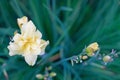 Daylily in restrained milky tones