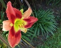 Daylily `Ruby Spider` Garden Flower