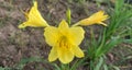 Daylily Several bright yellow. Royalty Free Stock Photo