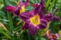 daylily of the species Bela Lugosi in summer