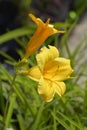 Daylily Stella de Oro Royalty Free Stock Photo