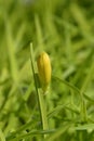 Daylily Stella de Oro Royalty Free Stock Photo