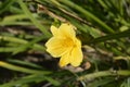 Daylily Stella de Oro Royalty Free Stock Photo