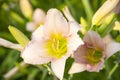 Daylily varieties `Lady Liz`