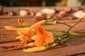 Daylily (Hemerocallis fulva) Orange Flowers On Table Royalty Free Stock Photo