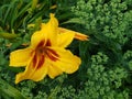 Daylily & x28;HemerocÃÆÃÂ¡llis& x29; - a genus of plants of the subfamily Lilya asphodelaceae.