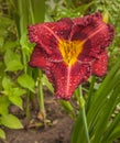 Daylily ÃÂ«Bela LugosiÃÂ» with dew drops in summer garden