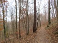 Forest in the town of MÃÂ¼hldorf in the late autumn Royalty Free Stock Photo