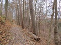 Forest in the town of MÃÂ¼hldorf in the late autumn Royalty Free Stock Photo