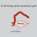 25-26 days of the menstrual cycle - reducing the