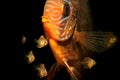 17 days old baby Discus fish Symphysodon aequifasciatus with parents. Royalty Free Stock Photo