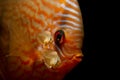 17 days old baby Discus fish Symphysodon aequifasciatus with parents. Royalty Free Stock Photo