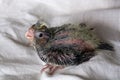 Cute cockatiel baby on white blanket at home