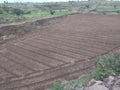 10 days old crops of dolichos lablab in my farm